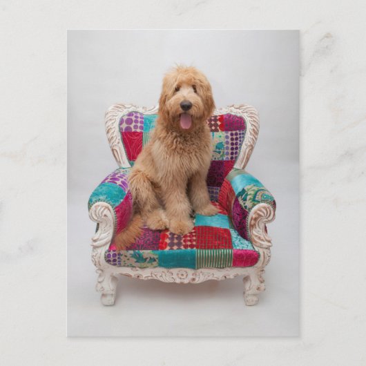 Getty Images | Niedlich Goldendoodle Postkarte (Vorderseite)