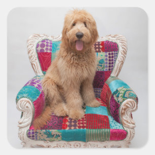 Getty Images Niedlich Goldendoodle Quadratischer Aufkleber