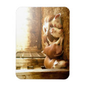 Getty Images | Schnappschweine Magnet (Vertikal)