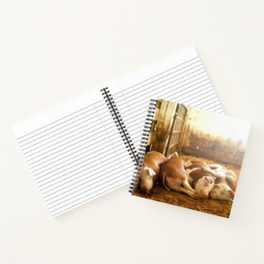 Getty Images | Schnappschweine Notizblock (Innenseite)