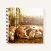 Getty Images | Schnappschweine Notizblock (Vorderseite)