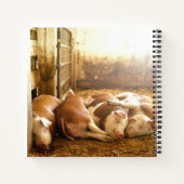 Getty Images | Schnappschweine Notizblock (Rückseite)