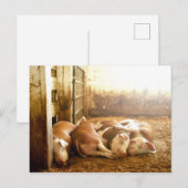 Getty Images | Schnappschweine Postkarte (Vorne/Hinten)