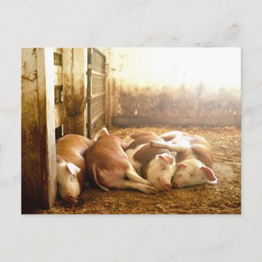 Getty Images | Schnappschweine Postkarte (Vorderseite)