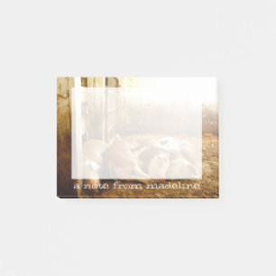 Getty Images  Schweine Post-it Klebezettel