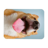Getty Images | Sehr glücklich Corgi Magnet (Horizontal)