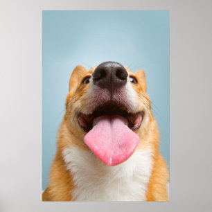 Getty Images   Sehr glücklich Corgi Poster