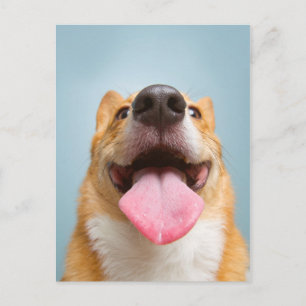 Getty Images Sehr glücklich Corgi Postkarte