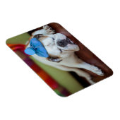 Getty Images | Sick Young Puppy Magnet (Rechte Seite)