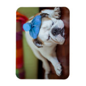 Getty Images | Sick Young Puppy Magnet (Vertikal)