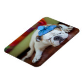 Getty Images | Sick Young Puppy Magnet (Linke Seite)