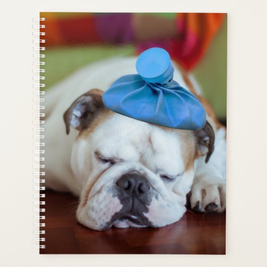 Getty Images | Sick Young Puppy Planer (Vorderseite)