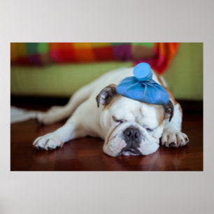 Getty Images   Sick Young Puppy Poster