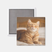 Getty Images | Sleepy Cat Magnet (Vorderseite/Rückseite)