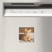 Getty Images | Sleepy Cat Magnet (In Situ (Geschirrspüler))