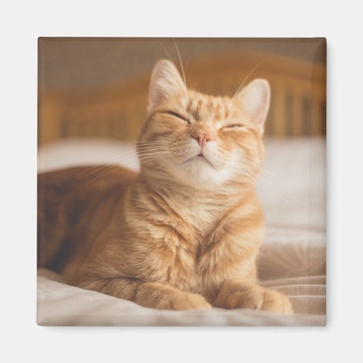 Getty Images | Sleepy Cat Magnet (Vorne)