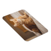 Getty Images | Sleepy Cat Magnet (Rechte Seite)