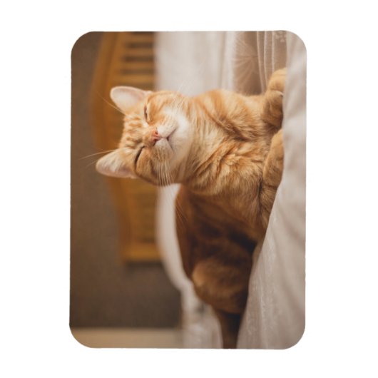 Getty Images | Sleepy Cat Magnet (Vertikal)