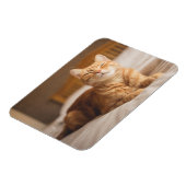 Getty Images | Sleepy Cat Magnet (Linke Seite)