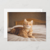 Getty Images | Sleepy Cat Postkarte (Vorne/Hinten)
