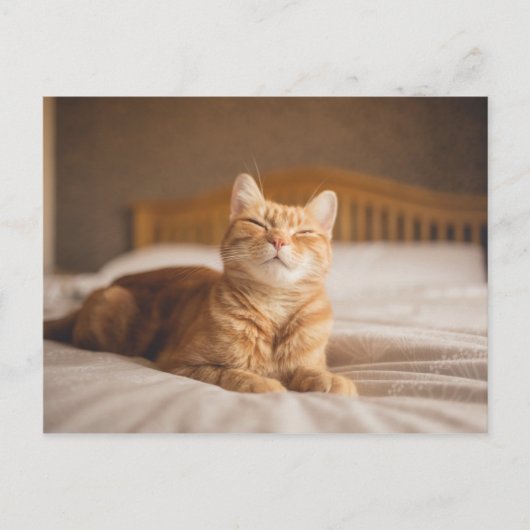 Getty Images | Sleepy Cat Postkarte (Vorderseite)