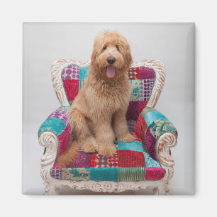 Getty Images Süßer Goldendoodle Magnet