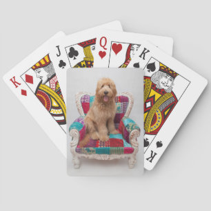Getty Images Süßer Goldendoodle Spielkarten