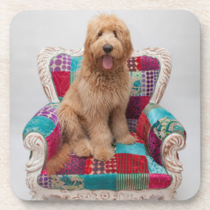 Getty Images Süßer Goldendoodle Untersetzer