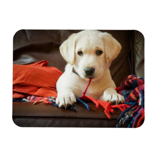 Getty Images | Welpe auf einem Sofa Magnet (Horizontal)