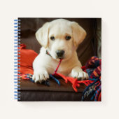 Getty Images | Welpe auf einem Sofa Notizblock (Vorderseite)