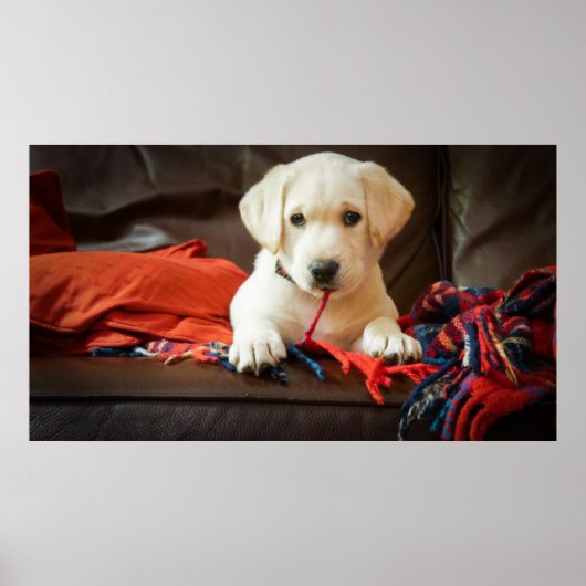 Getty Images | Welpe auf einem Sofa Poster (Vorne)