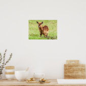 Getty Images | Young Brown Antelope Waterbuck Poster (Küche)