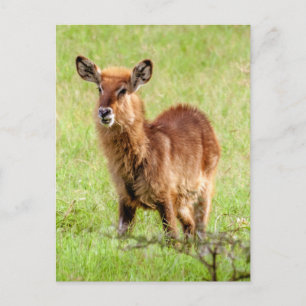 Getty Images   Young Brown Antelope Waterbuck Postkarte