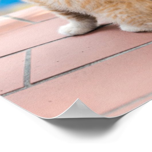 Getty Images | Zwei Kätzchen auf einem Balkon Poster (Ecke)