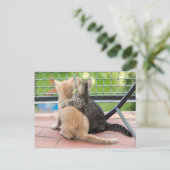 Getty Images | Zwei Kätzchen auf einem Balkon Postkarte (Stehend Vorderseite)
