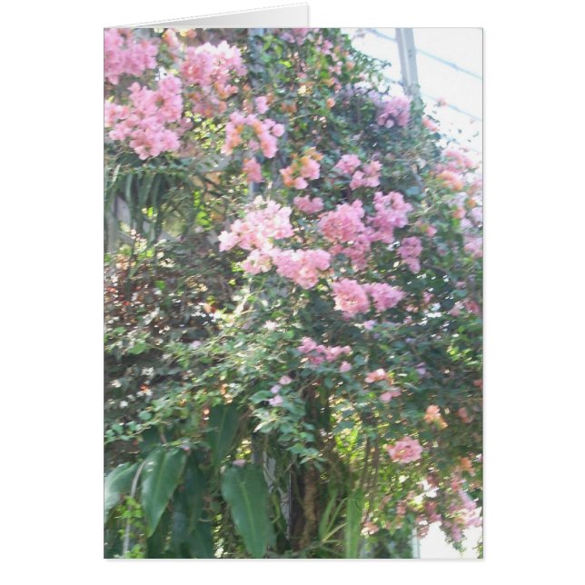 Gewächshaus-Blumen acht (Vorne)