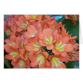 Gewächshaus-Blumen eine