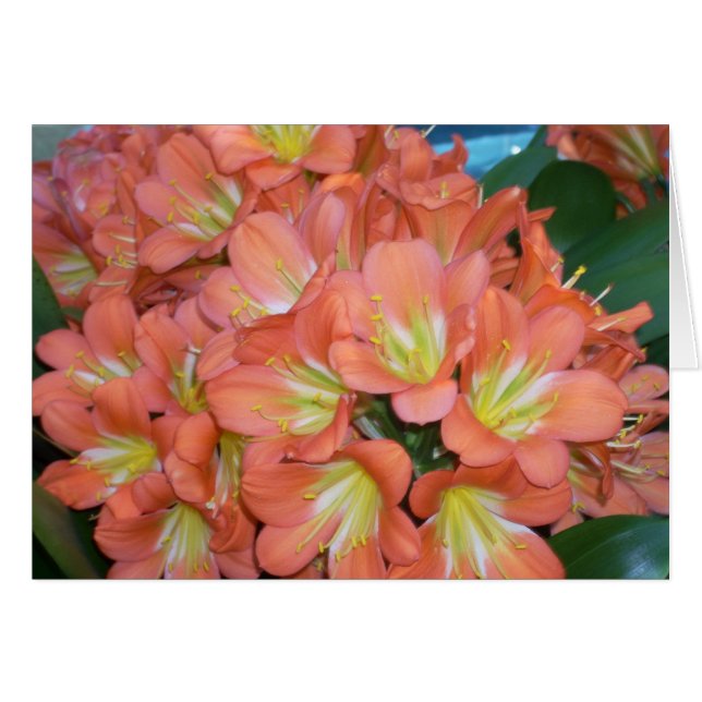Gewächshaus-Blumen eine (Vorderseite (Horizontal))