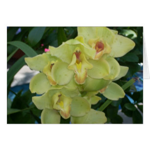 Gewächshaus-Blumen vier