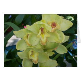 Gewächshäuser - Blume vier