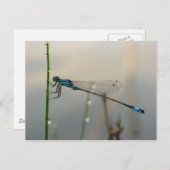 Gewartet, Blue Damselfly-Makro Postkarte (Vorne/Hinten)