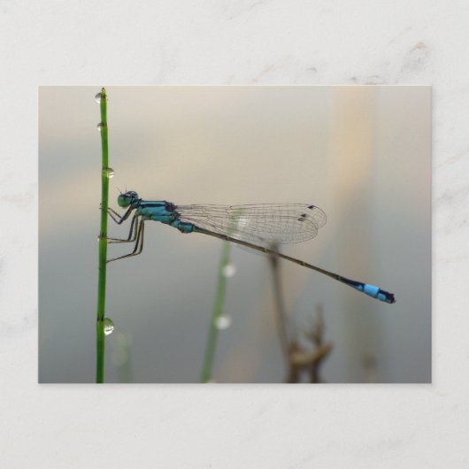 Gewartet, Blue Damselfly-Makro Postkarte (Vorderseite)