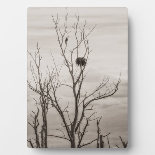 Gewartet Fotoplatte (Vorderseite)