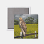 Gewartet für den Sturm - Roter Schwanz Hawk Magnet (Vorderseite/Rückseite)