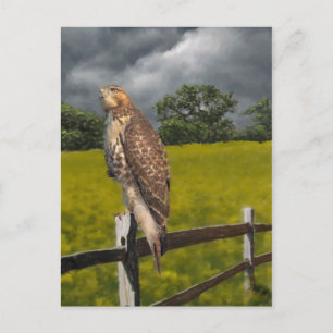Gewartet für den Sturm - Roter Schwanz Hawk Postkarte