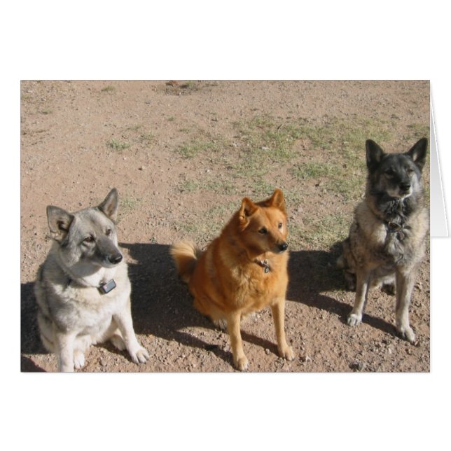 Gewartet für Leckereien (Vorderseite (Horizontal))