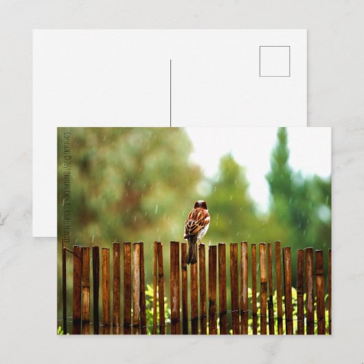 Gewartet Postkarte (Vorne/Hinten)