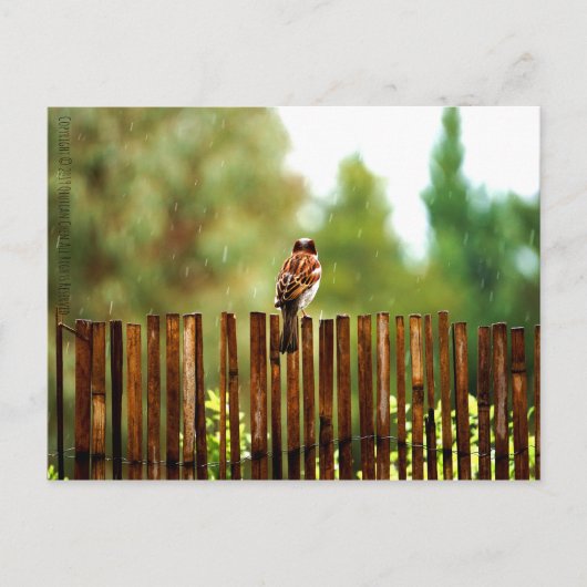 Gewartet Postkarte (Vorderseite)