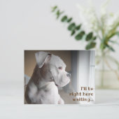 Gewartet weiße Boxer Postkarte (Stehend Vorderseite)