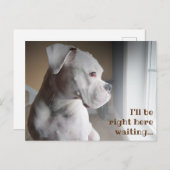 Gewartet weiße Boxer Postkarte (Vorne/Hinten)